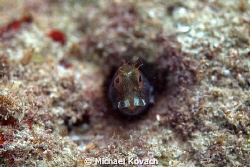 Seaweed Blenny on the Big Coral Knoll off the Fort Lauder... by Michael Kovach 
